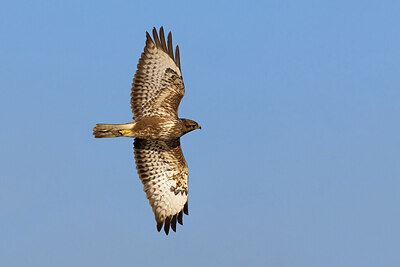 BUITEN BEELD Foto: 423614