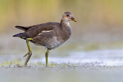 BUITEN BEELD Foto: 423640