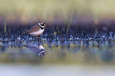 BUITEN BEELD Foto: 423649