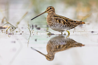 BUITEN BEELD Foto: 423659