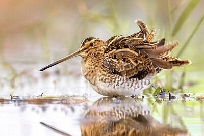 BUITEN BEELD Foto: 423660