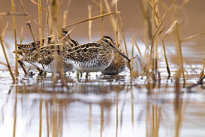 BUITEN BEELD Foto: 423669