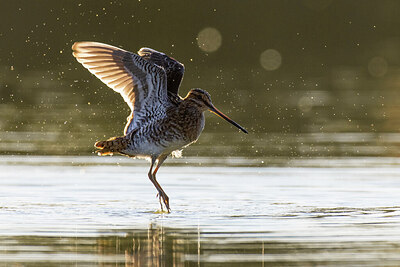 BUITEN BEELD Foto: 423676