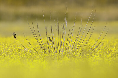 BUITEN BEELD Foto: 423681