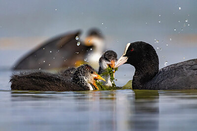 BUITEN BEELD Foto: 423692