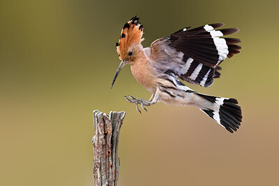 BUITEN BEELD Foto: 423701