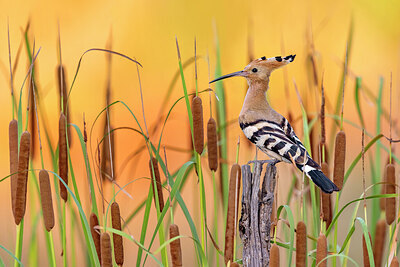 BUITEN BEELD Foto: 423705