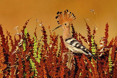 BUITEN BEELD Foto: 423710