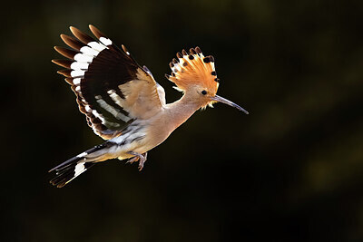 BUITEN BEELD Foto: 423711