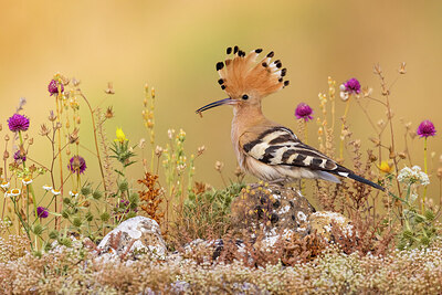 BUITEN BEELD Foto: 423714