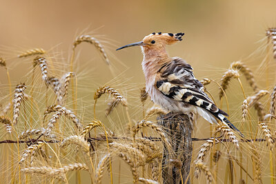 BUITEN BEELD Foto: 423721