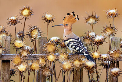 BUITEN BEELD Foto: 423726