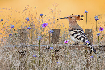 BUITEN BEELD Foto: 423727