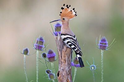 BUITEN BEELD Foto: 423729