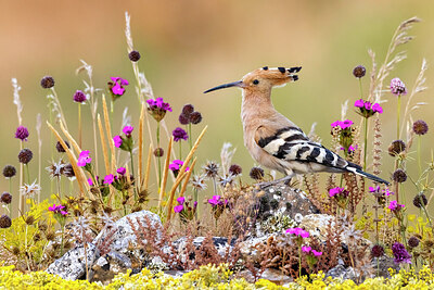 BUITEN BEELD Foto: 423731