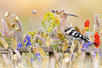 BUITEN BEELD Foto: 423736
