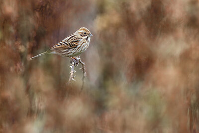 BUITEN BEELD Foto: 423745