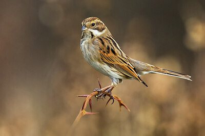 BUITEN BEELD Foto: 423746