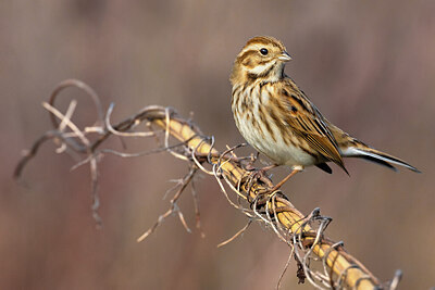 BUITEN BEELD Foto: 423749