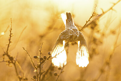 BUITEN BEELD Foto: 423755