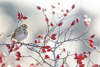 BUITEN BEELD Foto: 423765