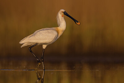 BUITEN BEELD Foto: 423770