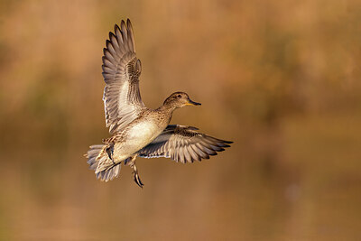 BUITEN BEELD Foto: 423778