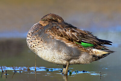 BUITEN BEELD Foto: 423784