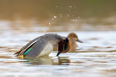 BUITEN BEELD Foto: 423787