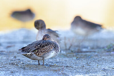 BUITEN BEELD Foto: 423790