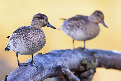 BUITEN BEELD Foto: 423792