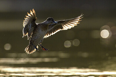 BUITEN BEELD Foto: 423798