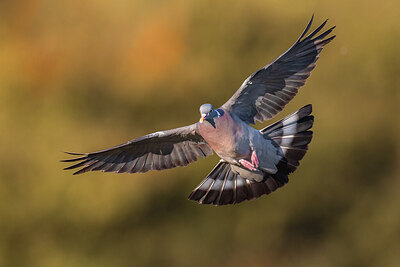 BUITEN BEELD Foto: 423823