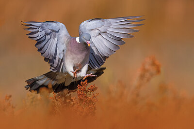 BUITEN BEELD Foto: 423826