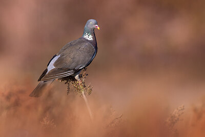 BUITEN BEELD Foto: 423827