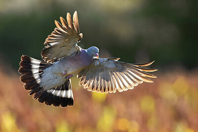 BUITEN BEELD Foto: 423829