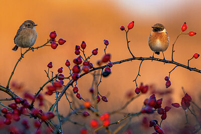 BUITEN BEELD Foto: 423839