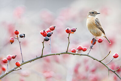 BUITEN BEELD Foto: 423841