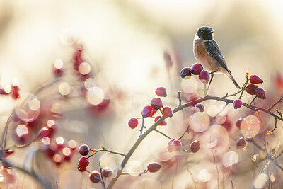 BUITEN BEELD Foto: 423844