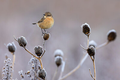 BUITEN BEELD Foto: 423845