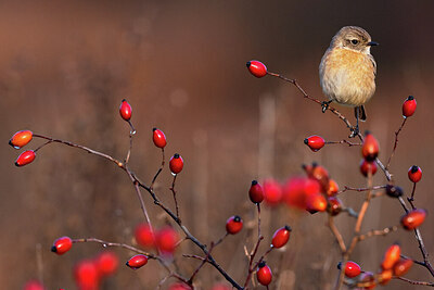 BUITEN BEELD Foto: 423848