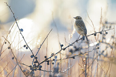 BUITEN BEELD Foto: 423849