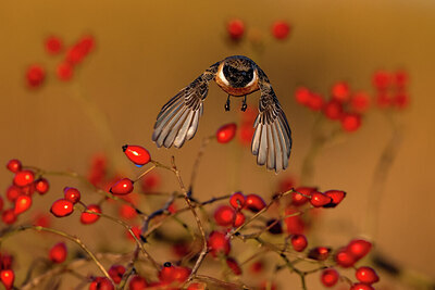 BUITEN BEELD Foto: 423853