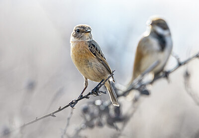 BUITEN BEELD Foto: 423855