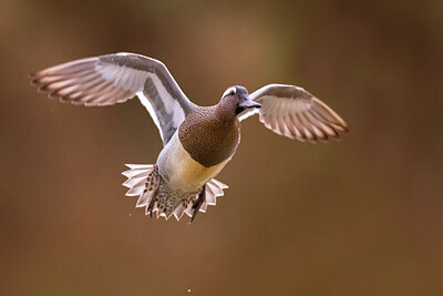 BUITEN BEELD Foto: 423874