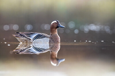 BUITEN BEELD Foto: 423875