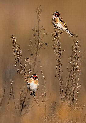 BUITEN BEELD Foto: 423892