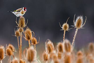 BUITEN BEELD Foto: 423895