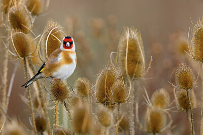 BUITEN BEELD Foto: 423898