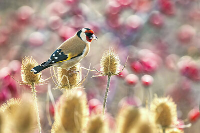 BUITEN BEELD Foto: 423899